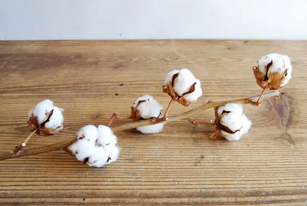 コットン(綿)とは