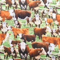 USARbg@TIMELESS TREASURES@