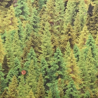 USA�R�b�g���v�����g���n�@TIMELESS TREASURES�@FOREST